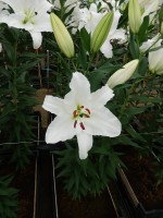 [5391 Signum TL VZ No02.JPG]